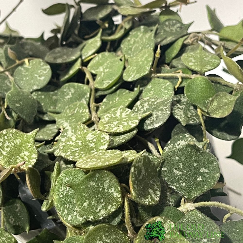 Assorted Hoya Trailing Houseplant - 14cm Pot (Choice of 2)