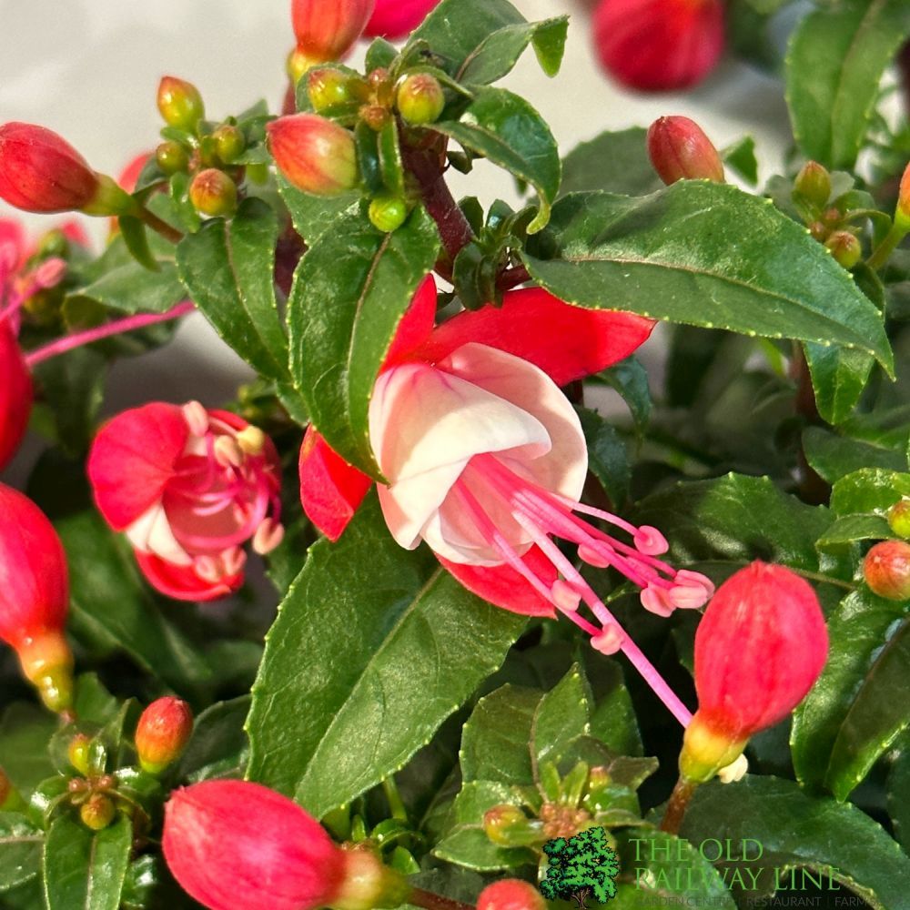Fuchsia Assorted Variety 19cm Pot - 2 for £20