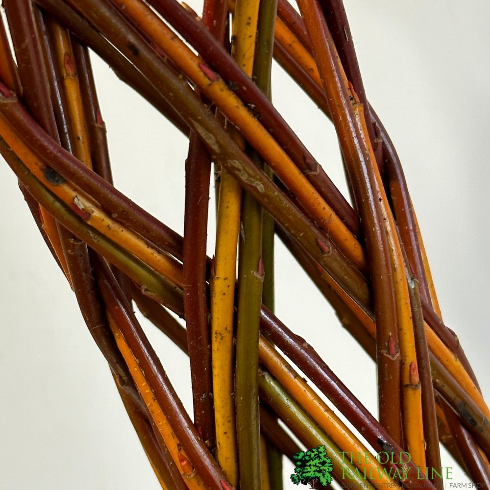 Salix Hybrid Living Braided Willow Sculpture Mixed Stem 15cm Pot (NL)