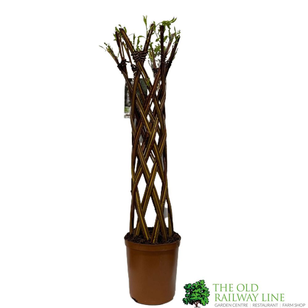 Salix Hybrid Living Braided Willow Sculpture Mixed Stem 150cm 29cm pot (NL)