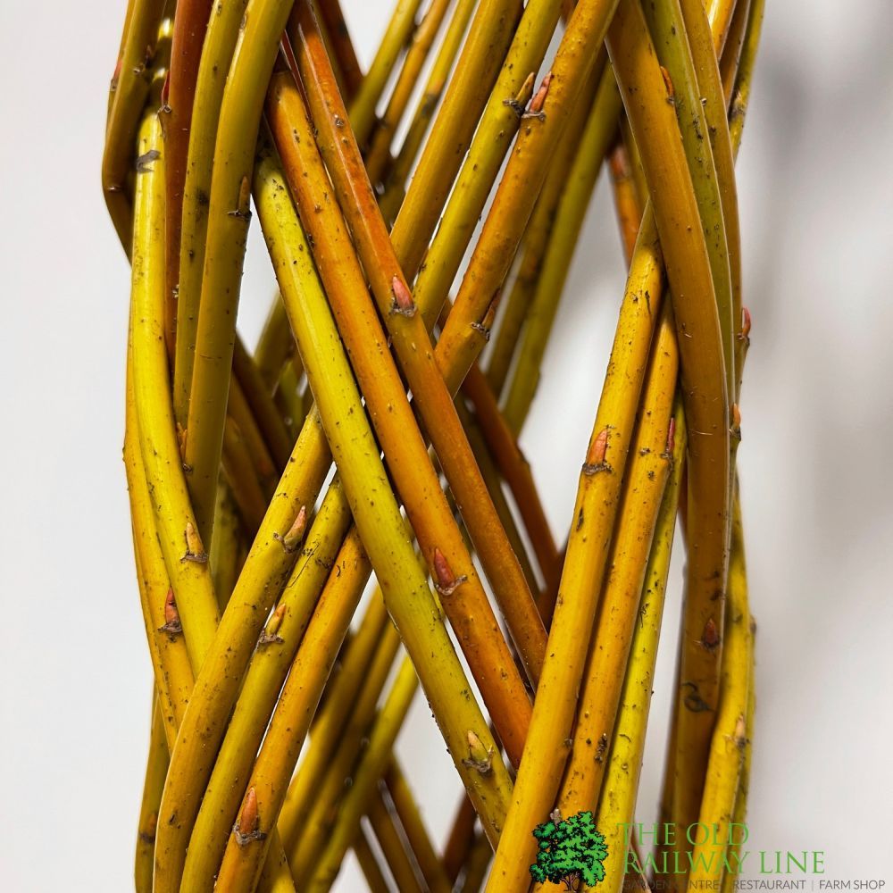 Salix Alba ‘Harlequin’ Living Braided White Willow Sculpture Light Stem 150cm 10 Litre pot
