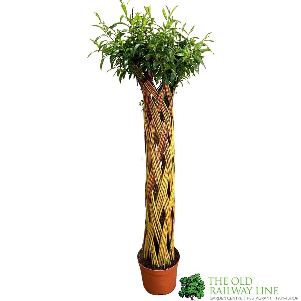 Salix Alba ‘Harlequin’ Living Braided White Willow Sculpture Light Stem 150cm 10 Litre pot