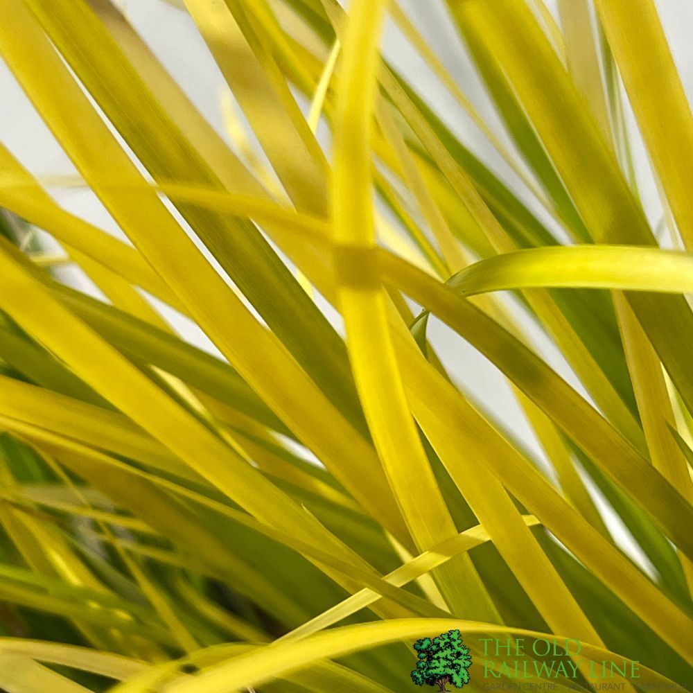 Acorus Grass Mixed Variety 17cm pot