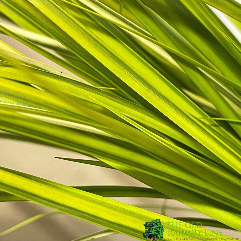 Acorus Grass Mixed Variety 17cm pot