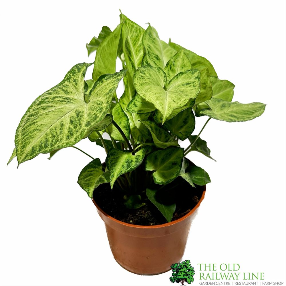 Syngonium 'Arrow' Arrowhead Vine 12cm Pot