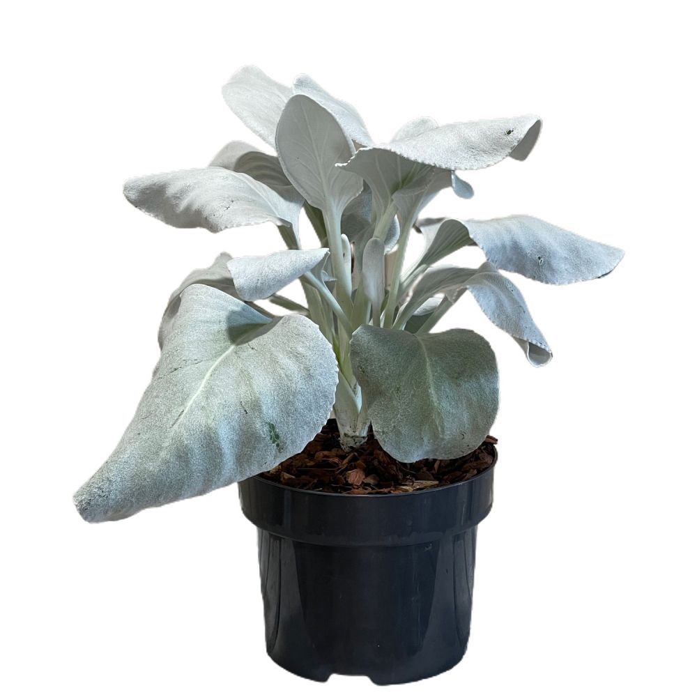 Senecio Candicans 'Angel Wings' Plant 17cm Pot (NL)