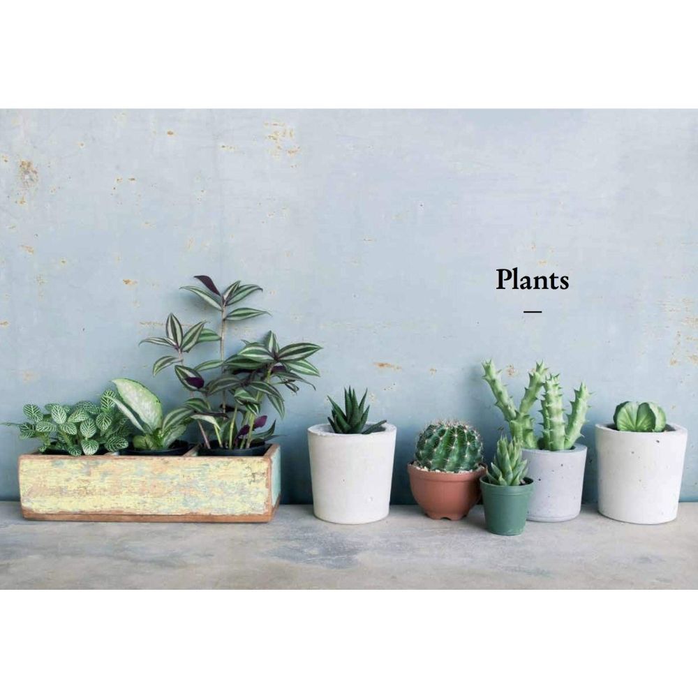 The Kew Gardener's Companion to Growing House Plants by Kay Maguire