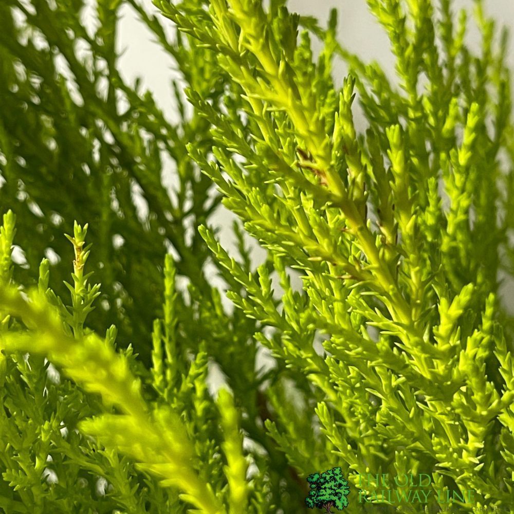Green Inspiration Cupressus Goldcrest 'Wilma' 21cm Pot