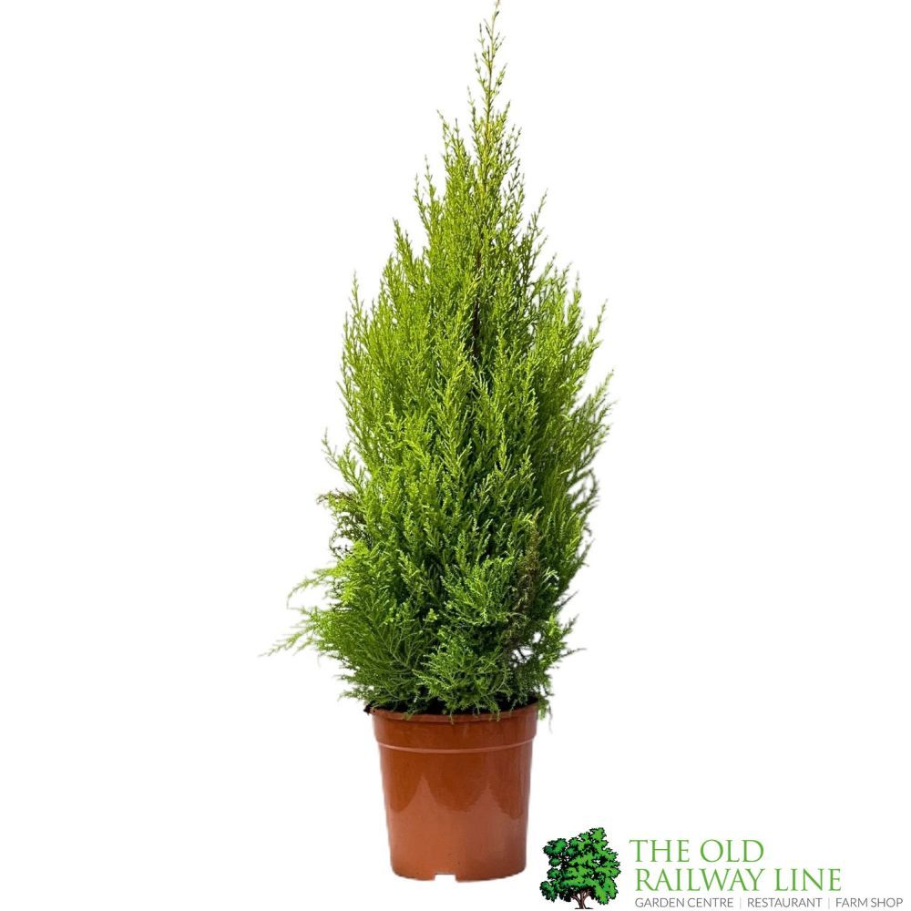Green Inspiration Cupressus Goldcrest 'Wilma' 21cm Pot