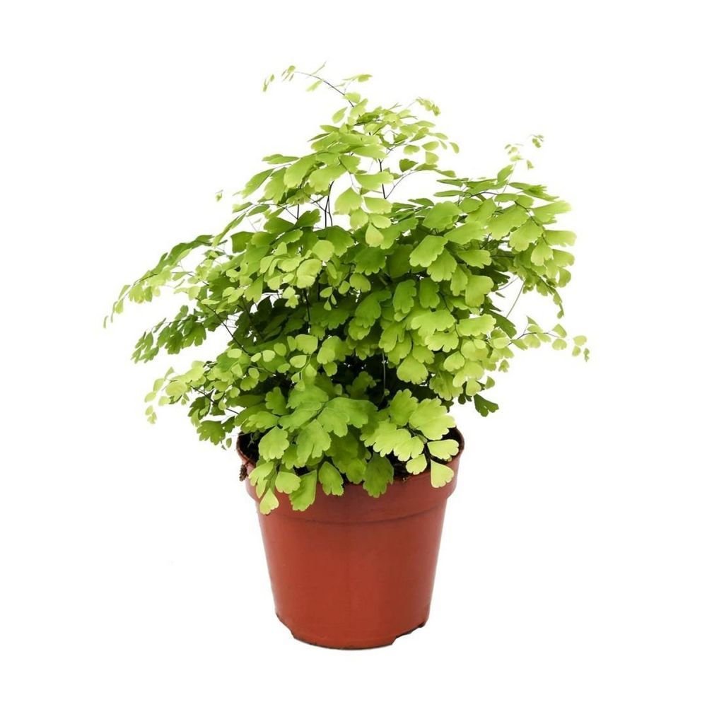 Adiantum Fragrans 'Maidenhair' Fern Houseplant 12cm Pot - Old Railway Line Garden Centre