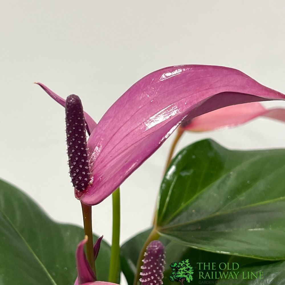 Anthurium 'Zizou Pink' 12cm Pot - Old Railway Line Garden Centre