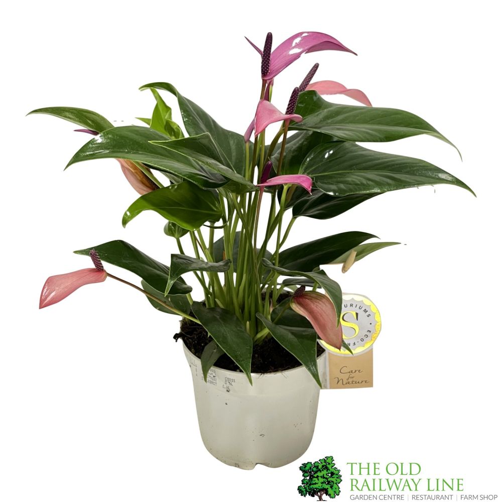 Anthurium 'Zizou Pink' 12cm Pot - Old Railway Line Garden Centre