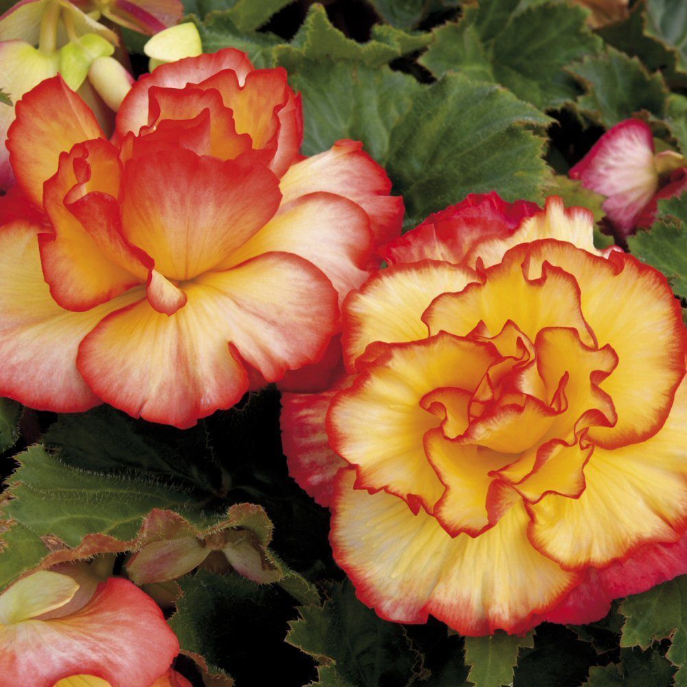 Begonia Majestic Sunburst Bedding Plug Plant