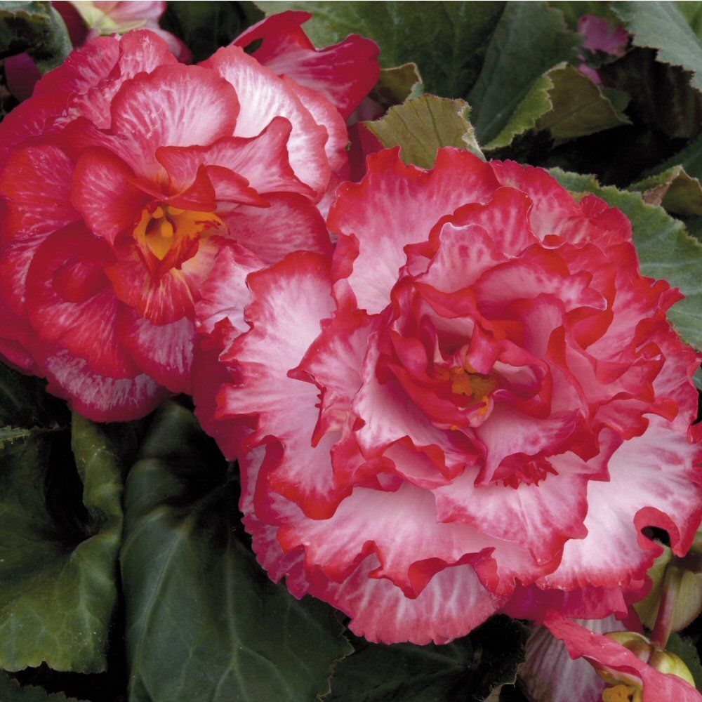 Begonia Majestic White Pink Picotee Bedding Plug Plant