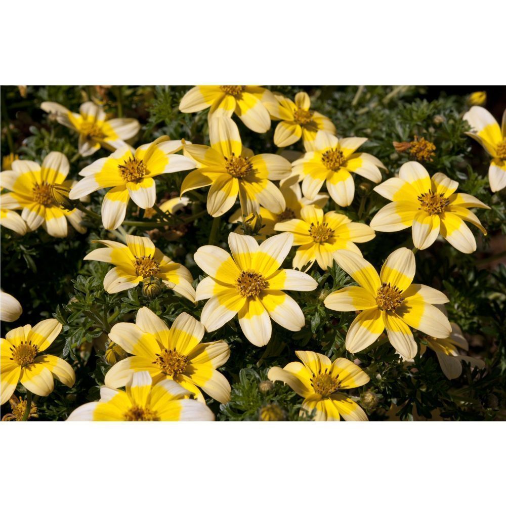 Bidens Golden Eye Bedding Plug Plant