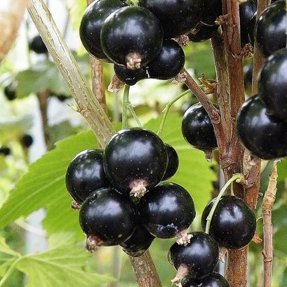 Blackcurrant Ben Sarek Fruit Bush 3Ltr Pot