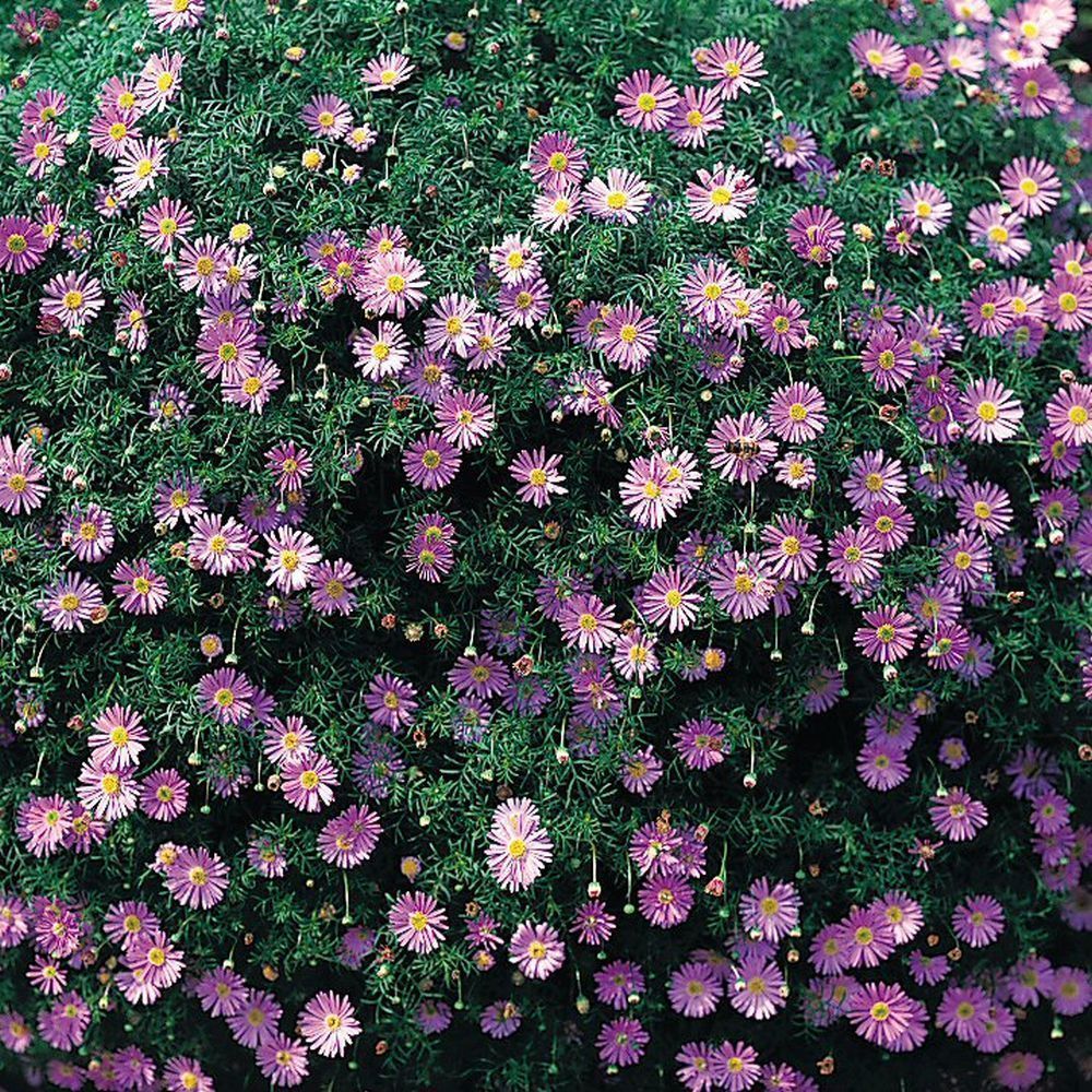 Brachyscome Royal Blue Bedding Plug Plant