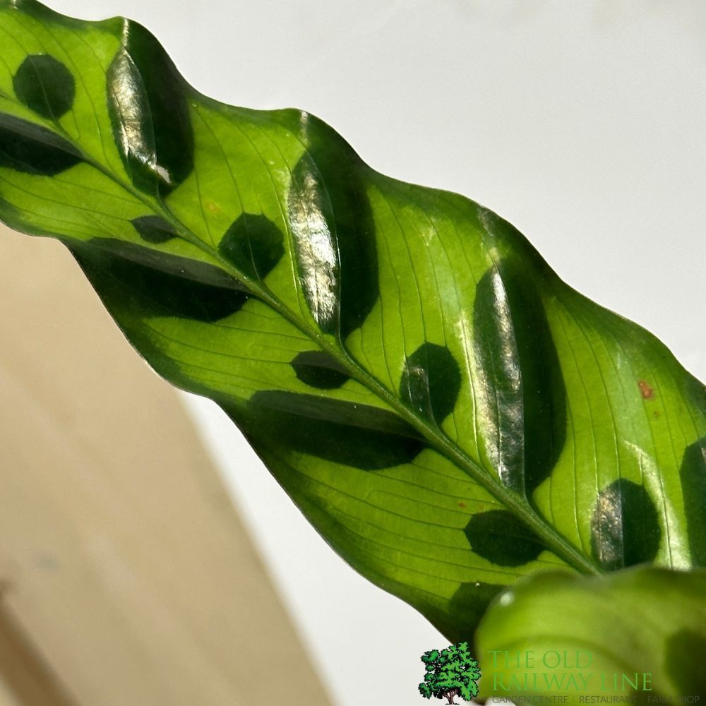 Calathea (Mixed Variety) Houseplant 14cm Pot (1 Suppiled) - Old Railway Line Garden Centre