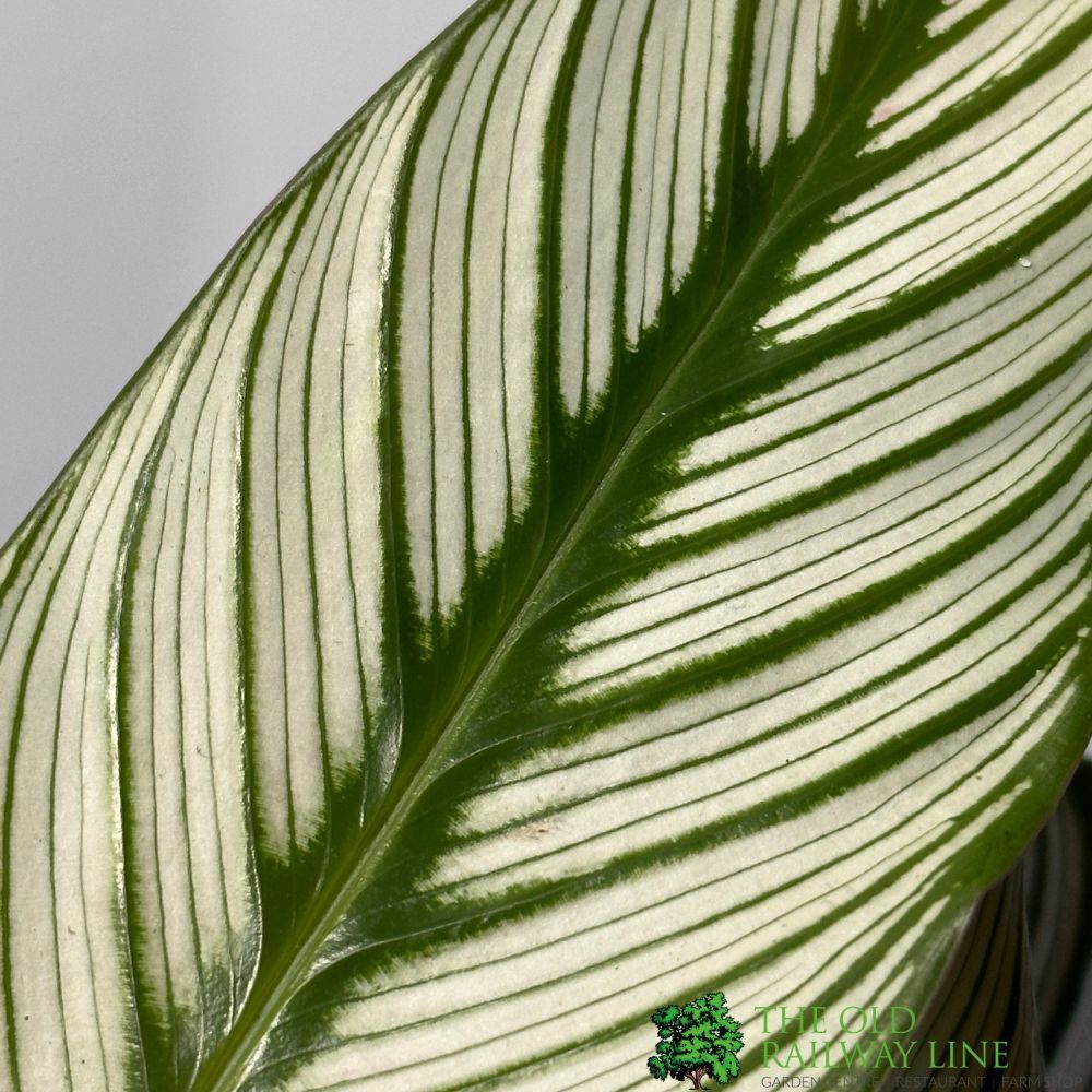 Calathea (Mixed Variety) Houseplant 14cm Pot (1 Suppiled) - Old Railway Line Garden Centre