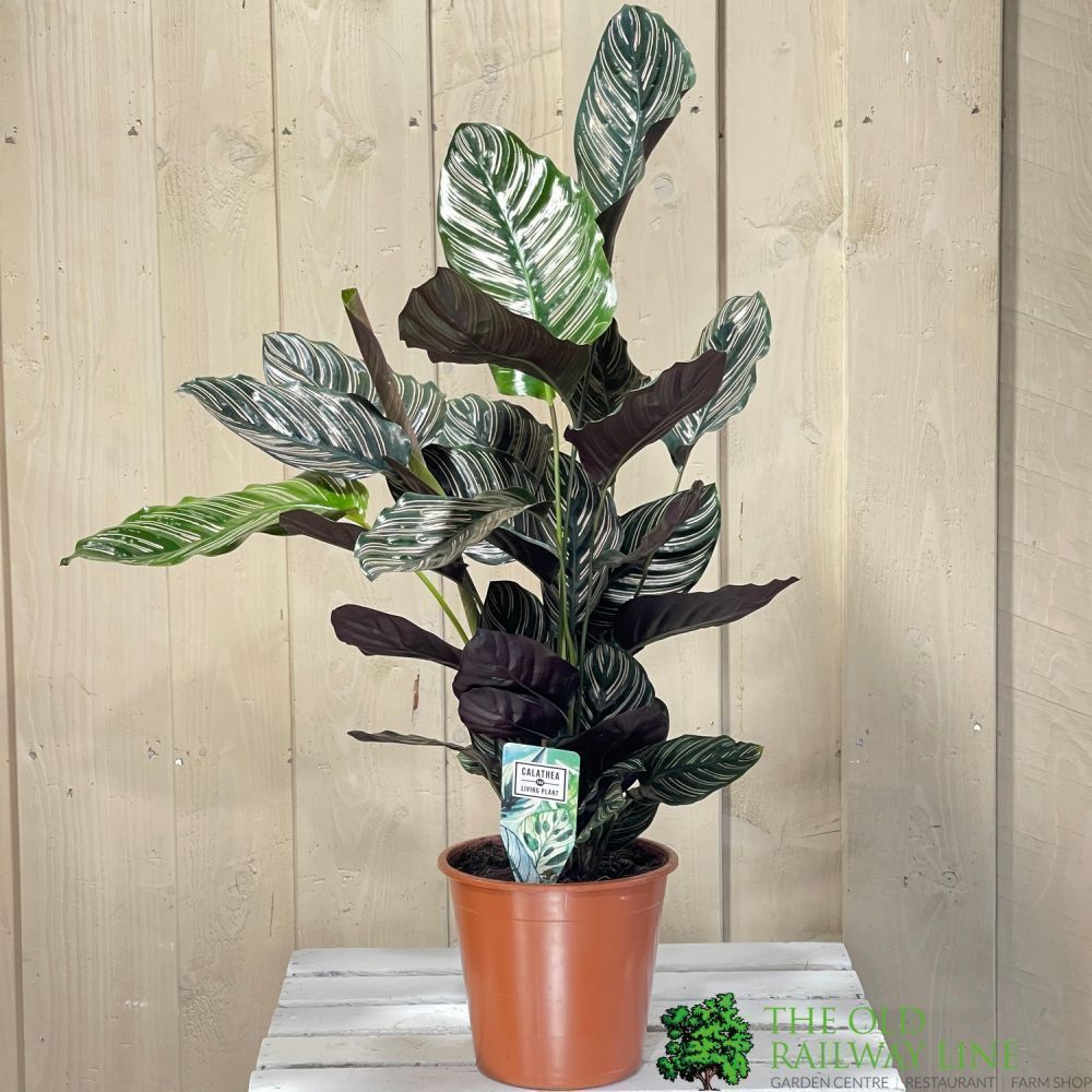 Calathea 'Sanderiana Ornata' Large Houseplant 19cm Pot - Old Railway Line Garden Centre
