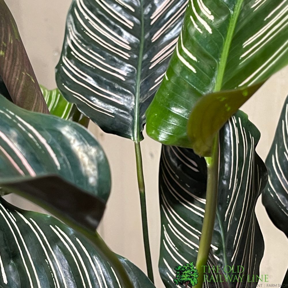 Calathea 'Sanderiana Ornata' Large Houseplant 19cm Pot - Old Railway Line Garden Centre