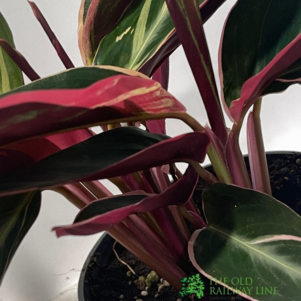 Calathea 'Triostar' Houseplant 12cm Pot - Old Railway Line Garden Centre
