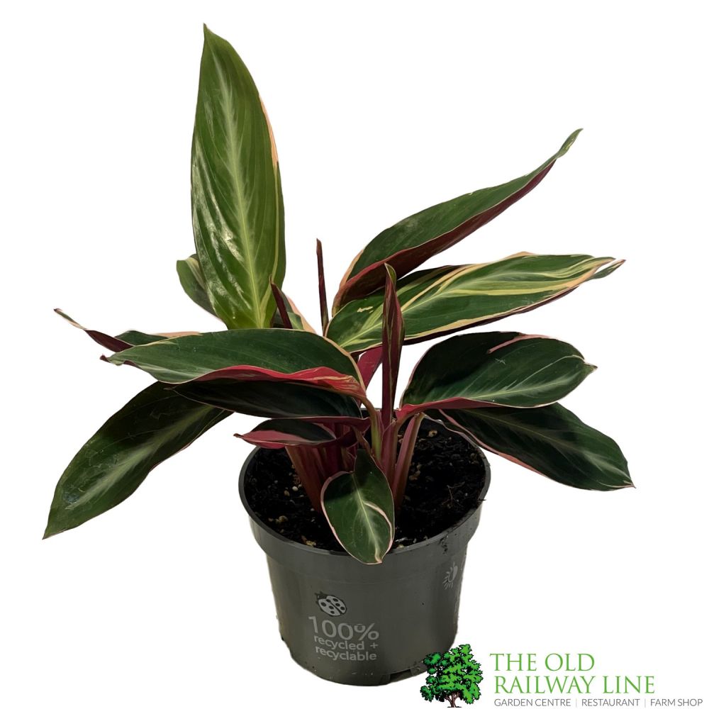 Calathea 'Triostar' Houseplant 12cm Pot - Old Railway Line Garden Centre