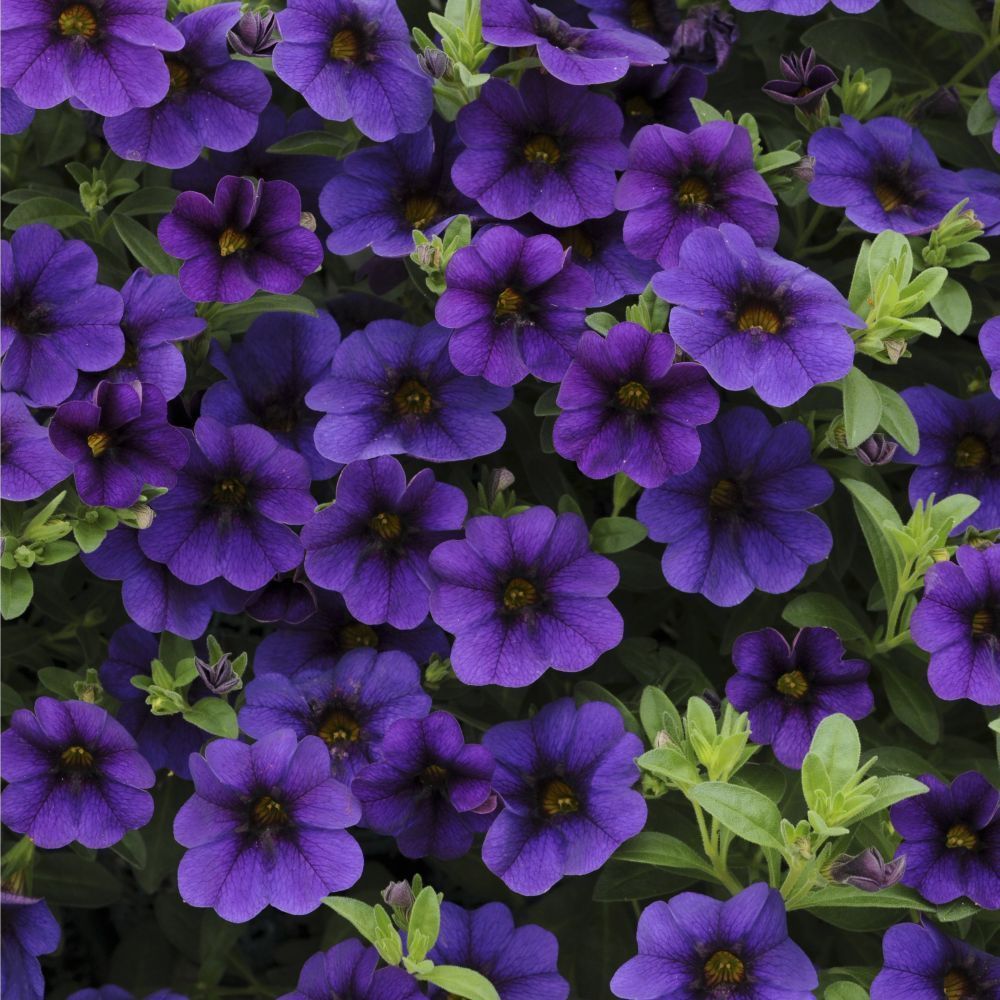 Calibrachoa Cabaret Blue Deep Bedding Plug Plant