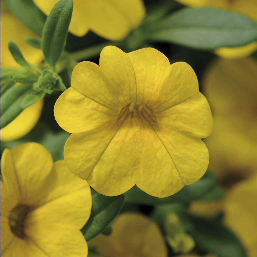 Calibrachoa Cabaret Deep Yellow Bedding Plug Plant