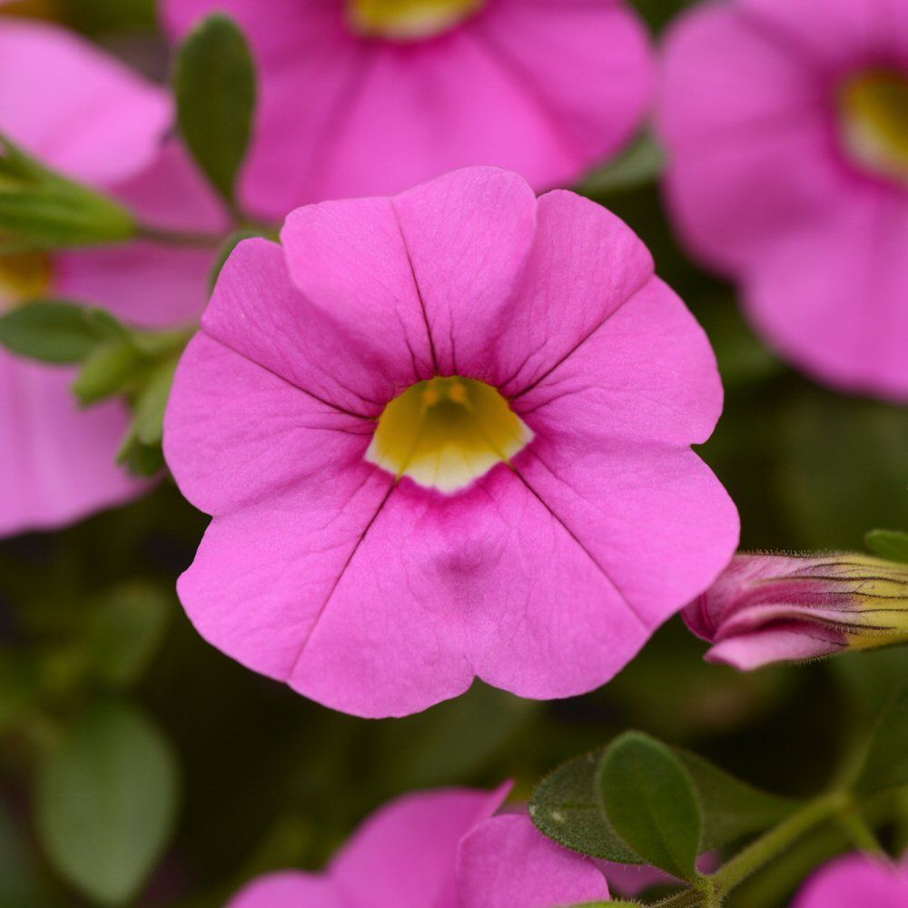 Calibrachoa Cabaret Light Pink Bedding Plug Plant