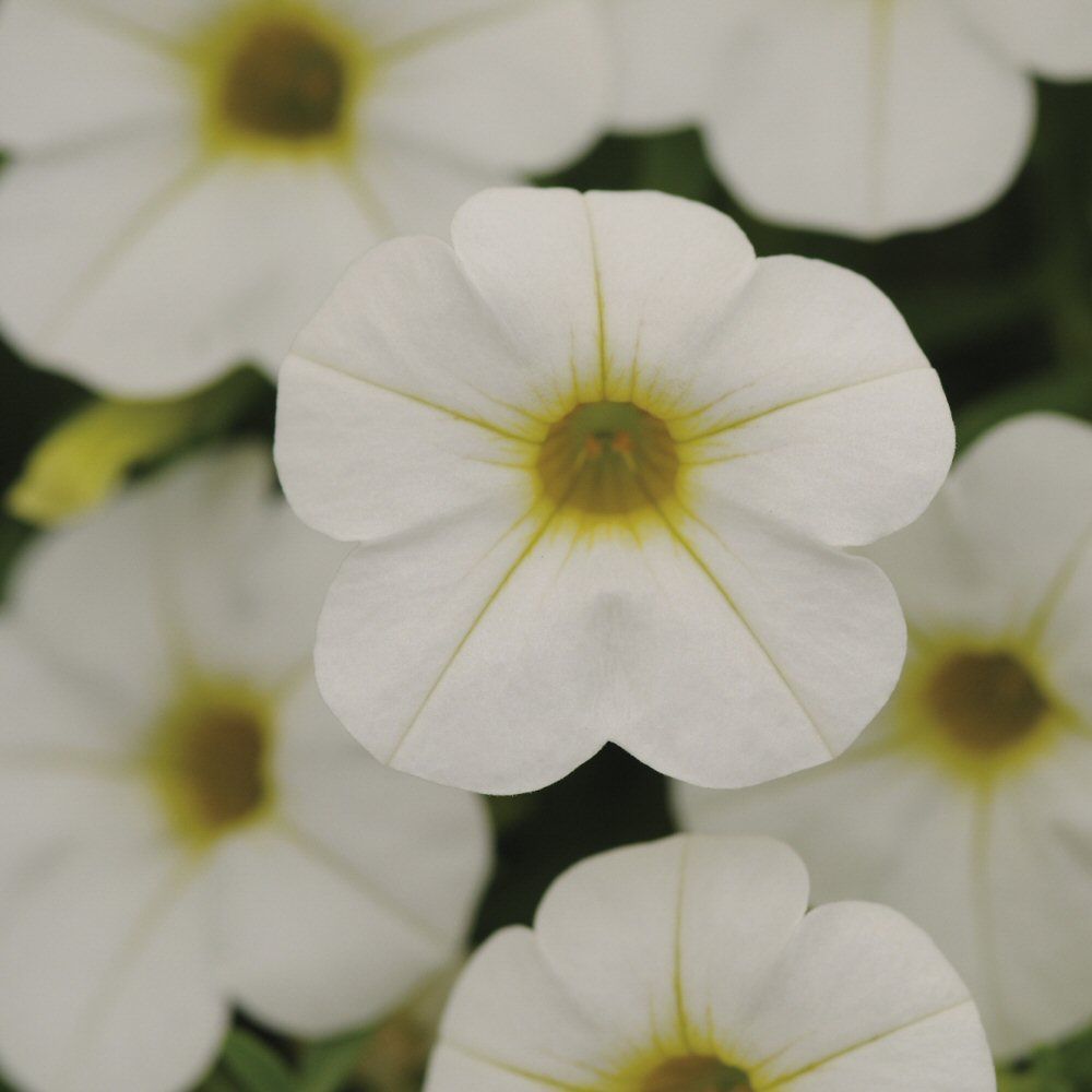 Calibrachoa Cabaret White Bedding Plug Plant
