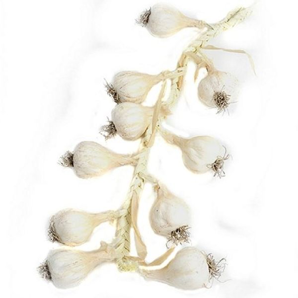 CB Imports 50cm Artificial White Garlic Garland - Old Railway Line Garden Centre
