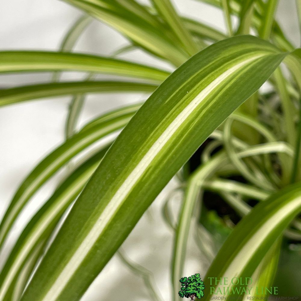 Chlorophytum 'Vittatum' Hanging Houseplant 14cm Pot - Old Railway Line Garden Centre