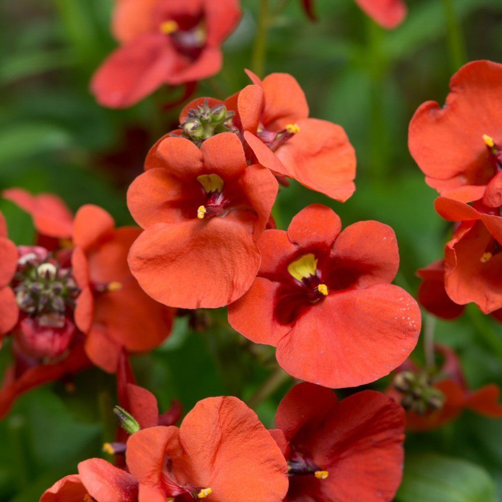 Diascia Diamond Dark Orange Bedding Plug Plant