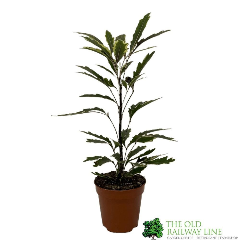 Dizygotheca elegantissima 'Bianca' Mini Houseplant 5.5cm Pot (NL) - Old Railway Line Garden Centre