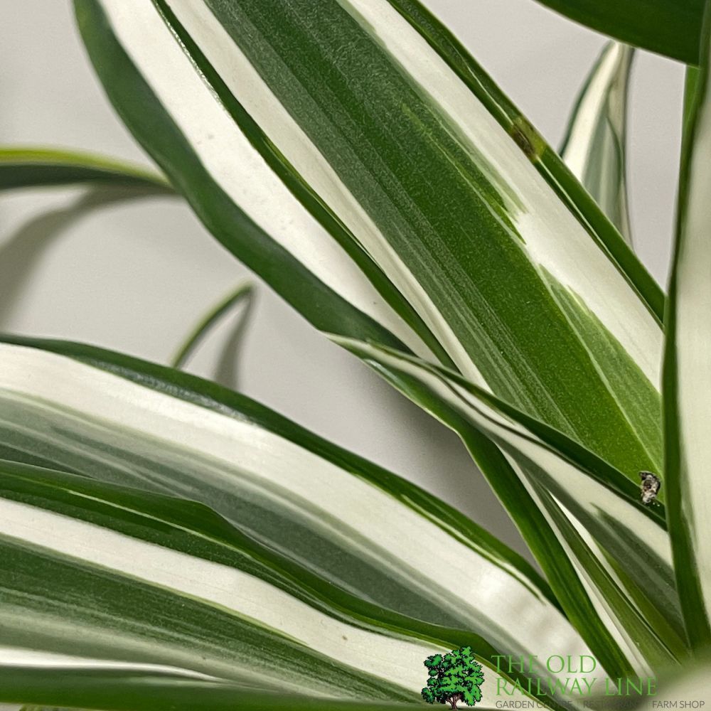 Dracaena Mixed Houseplant 17cm Pot - Old Railway Line Garden Centre