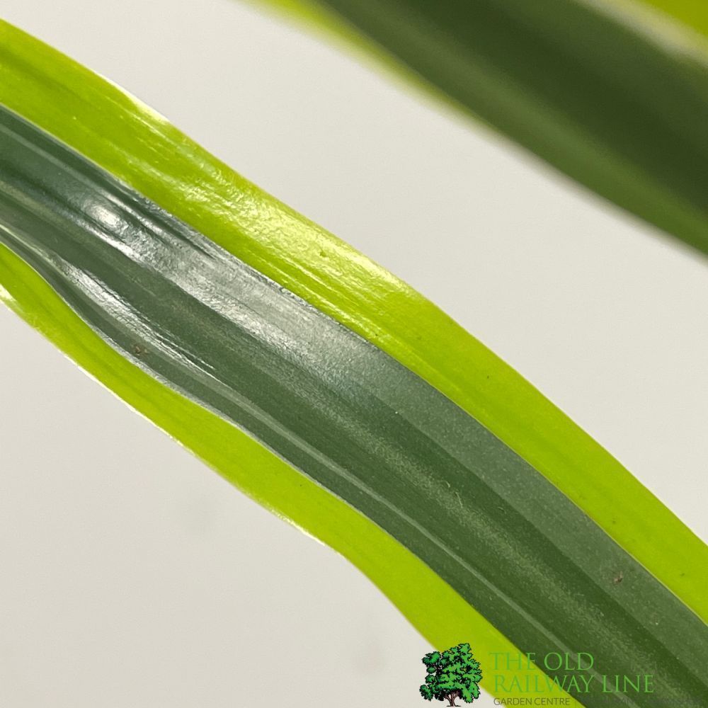 Dracaena Mixed Houseplant 17cm Pot - Old Railway Line Garden Centre