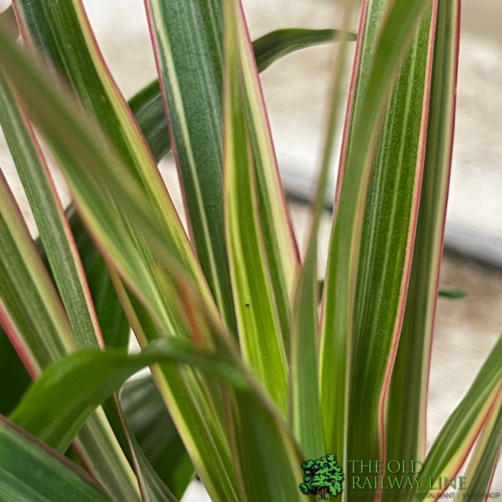 Dracaena Mixed Mini Houseplant 5.5cm Pot (NL) - Old Railway Line Garden Centre