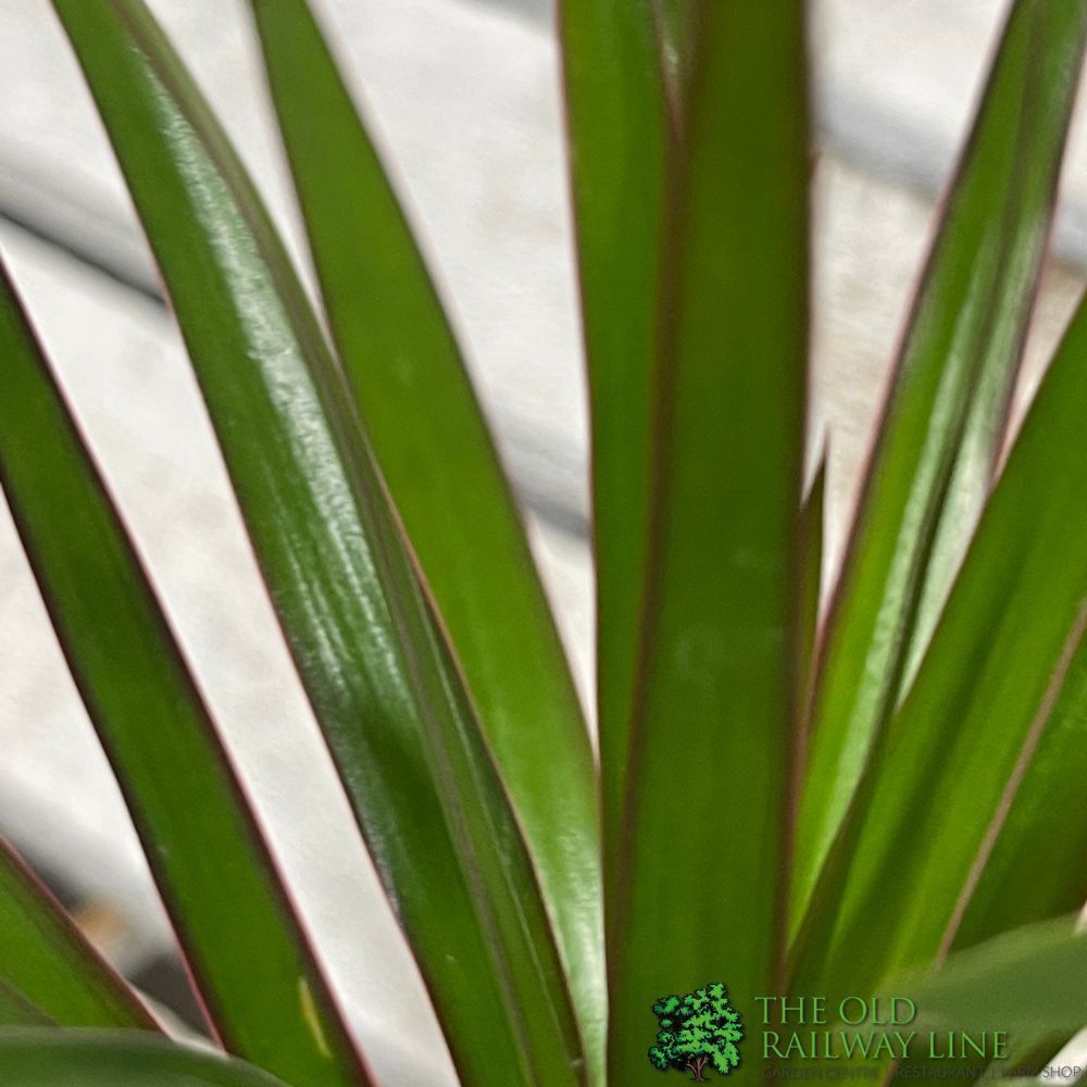 Dracaena Mixed Mini Houseplant 5.5cm Pot (NL) - Old Railway Line Garden Centre