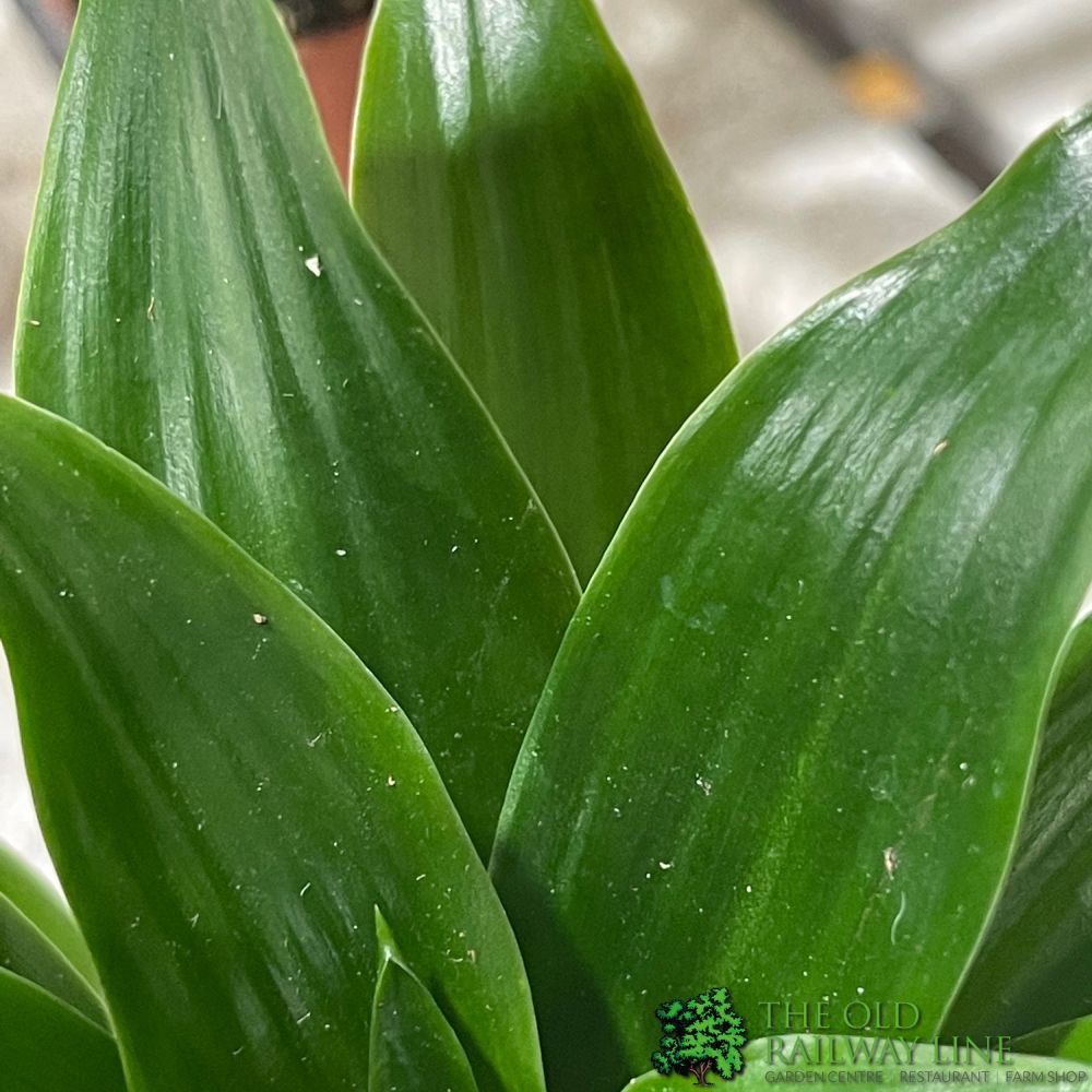 Dracaena Mixed Mini Houseplant 5.5cm Pot (NL) - Old Railway Line Garden Centre