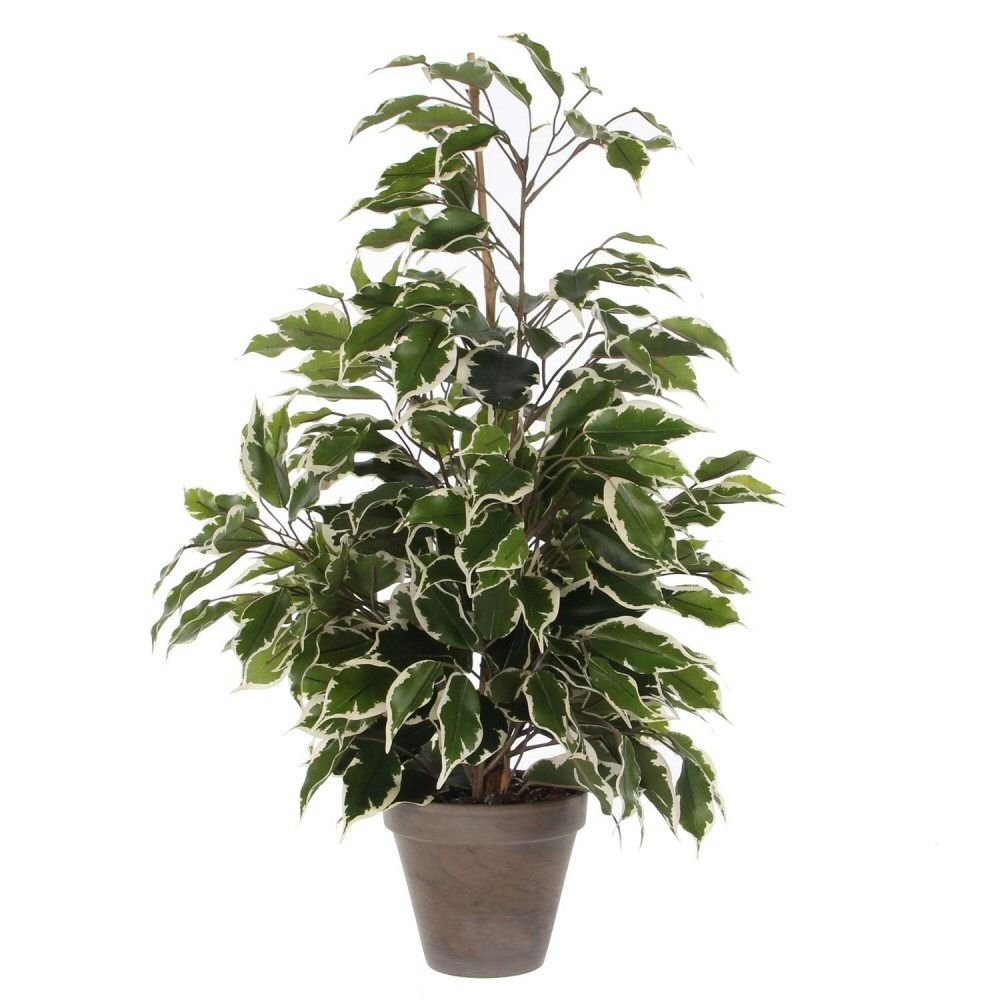 Edelman 60cm Green Artificial Ficus Exotica Plant with Pot - Old Railway Line Garden Centre