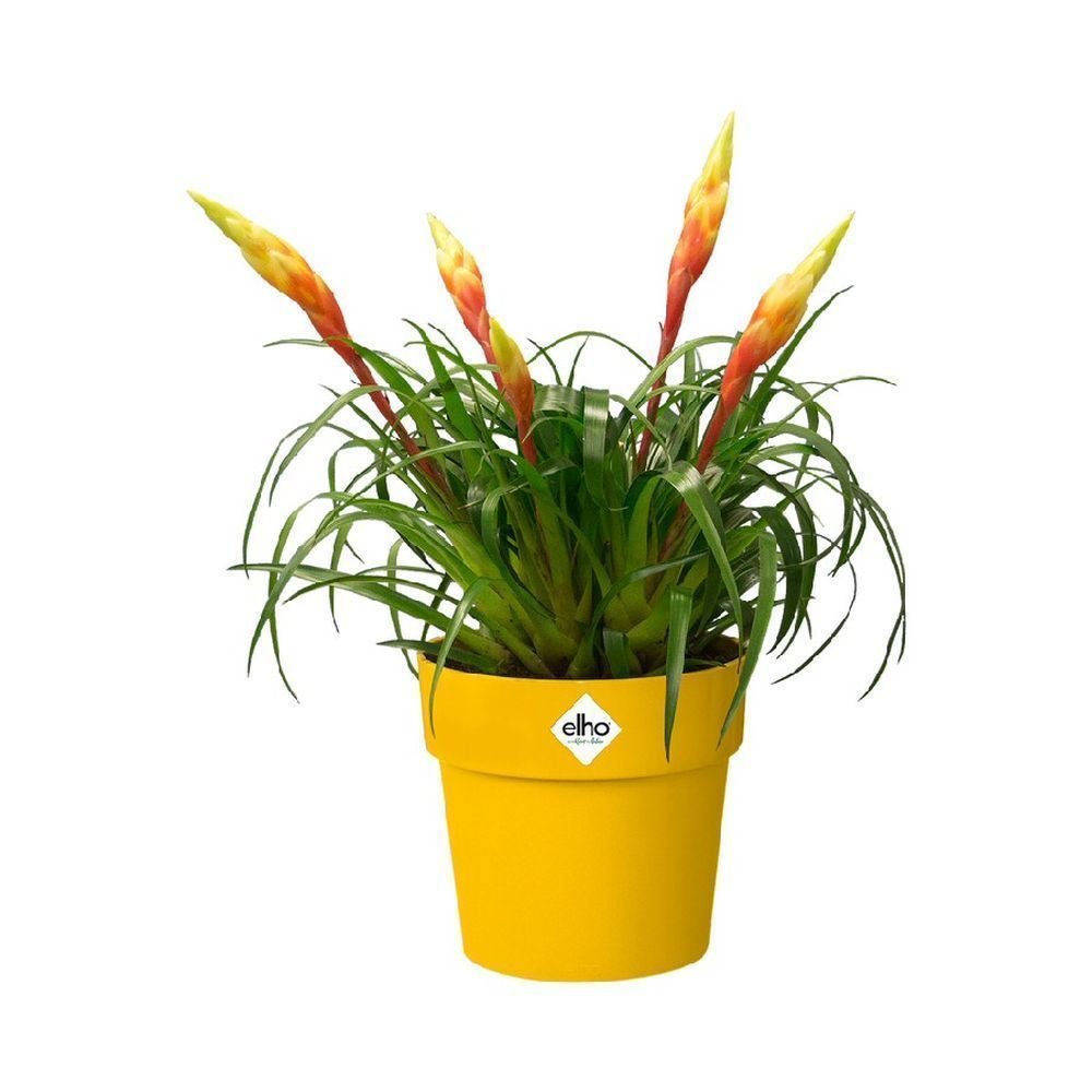 Elho 13cm Ochre B.For Original Round Pot - Old Railway Line Garden Centre