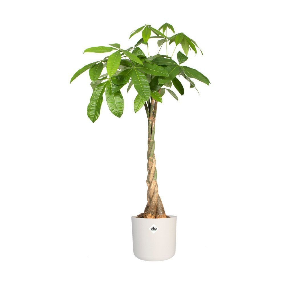 Elho 30cm White B. For Soft Round Pot - Old Railway Line Garden Centre