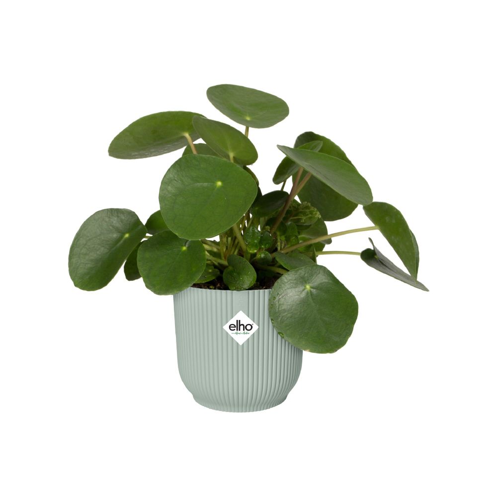 Elho 7cm Sorbet Green Vibes Fold Mini Round Pot - Old Railway Line Garden Centre