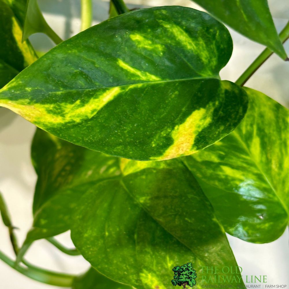 Epipremnum Aureum Golden Pothos Hanging Houseplant 15cm Pot - Old Railway Line Garden Centre
