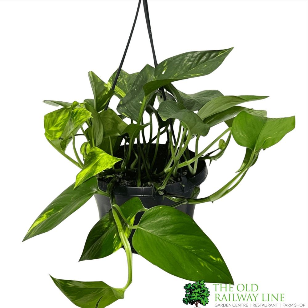 Epipremnum Aureum Golden Pothos Hanging Houseplant 15cm Pot - Old Railway Line Garden Centre