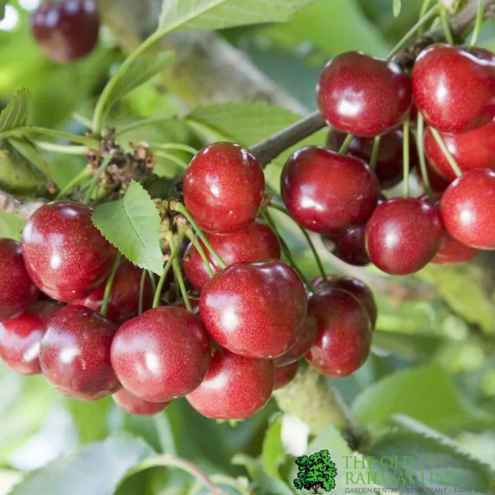 Cherry Tree 'Celeste' Fruit Tree 11.5Ltr Pot