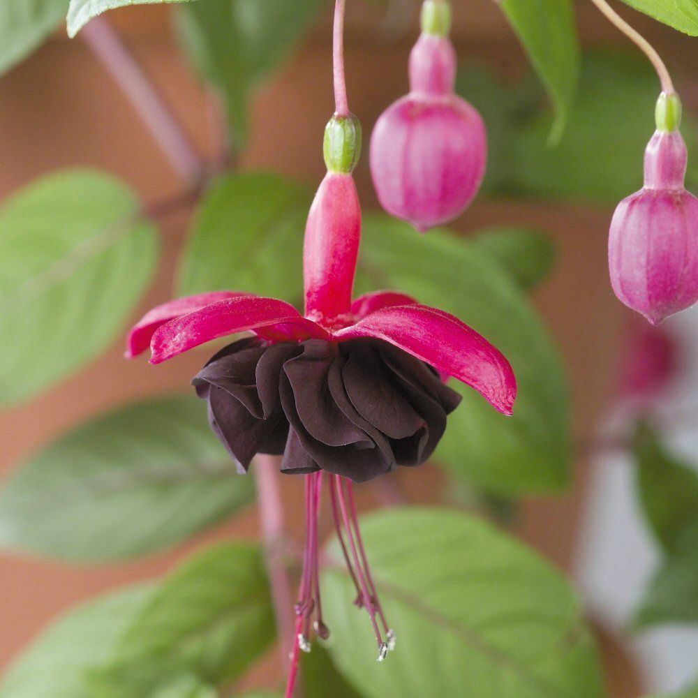 Fuchsia Blackie Bedding Plug Plant
