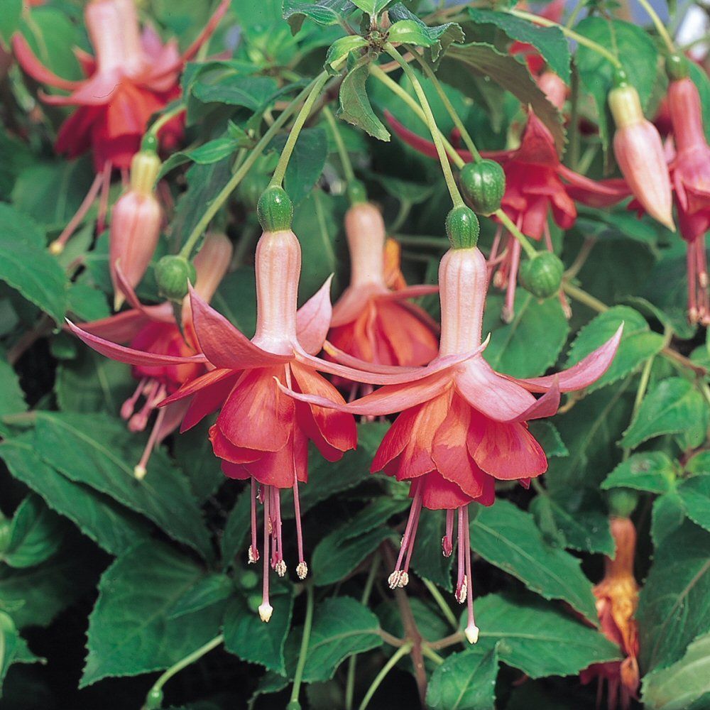 Fuchsia Dancing Flame Bedding Plug Plant