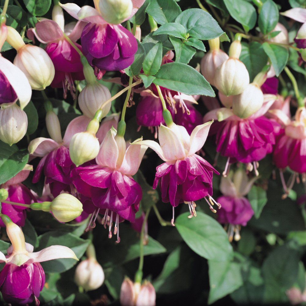 Fuchsia Eva Boerg Bedding Plug Plant